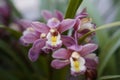 Closeup of vibrant purple orchid flowers surrounded by green foliage Royalty Free Stock Photo