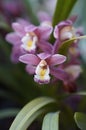 Closeup of vibrant purple orchid flowers surrounded by green foliage Royalty Free Stock Photo