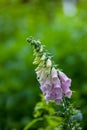 Closeup of vibrant, purple or pink foxglove flowers blossoming and growing in a remote field or home garden. Group of Royalty Free Stock Photo