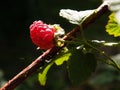 Closeup of a vibrant raspberry in a lush green on a sunny day