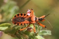 Closeup on the vibrant red colored predatory thread-legged bug, Rhynocoris iracundus Royalty Free Stock Photo