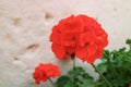 Red Geranium(Pelargonium) Blossoming on White Rough Stone Wall Inside Santa Catalina Monastery, Arequipa, Peru