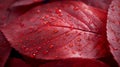 Closeup of a vibrant red leaf with a glossy surface and delicate ridges