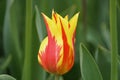 Closeup of the vibrant red and yellow Fire Wing tulip flower Royalty Free Stock Photo