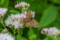 Closeup of a vibrant Speckled wood in a lush green with a blurry background