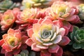 Closeup of Vibrant Succulent Flowers