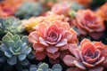 Closeup of Vibrant Succulent Flowers