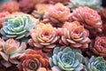 Closeup of Vibrant Succulent Flowers