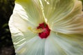 Closeup of a vibrant swamp rose mallow flower with a bright green background Royalty Free Stock Photo