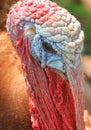 Closeup of a vibrant Turkey with a blurry background