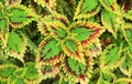 Vibrant Variegated Leaves of Painted Nettle or Coleus Plant in the Garden