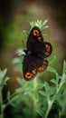 Closeup of vibrant Woodland ringlet in a lush green with a blurry background