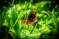 Closeup of vibrant Woodland ringlet in a lush green with a blurry background