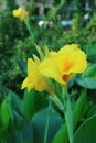 Closeup of Vibrant Yellow Canna Lily Flowers Among Green Foliage Royalty Free Stock Photo