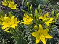 Closeup of a vibrant yellow lilies flowers Royalty Free Stock Photo