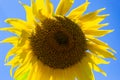 Closeup Vibrant Yellow Sunflower on the Background of Blue Sky