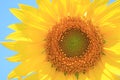 Closeup Vibrant Yellow Sunflower on the Background of Blue Sky