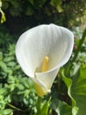 Closeup of a vibrant Zantedeschia Ethiopian flower blooming in a lush garden