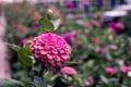 Closeup blooming vibrant zinnia`s flowers in the garden. Royalty Free Stock Photo