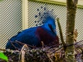 Closeup of a victoria crowned pigeon sitting in its nest, bird breeding season, Colorful dove from new guinea