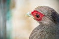 Closeup of a Vietnamese pheasant head on a blurredbackground