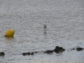 A closeup view of an acquatic bird at caorle venice italy city beach Royalty Free Stock Photo
