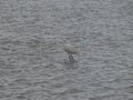 A closeup view of an acquatic bird at caorle venice italy city beach