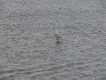 A closeup view of an acquatic bird at caorle venice italy city beach