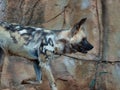 Closeup view of an African wild dog in a zoo Royalty Free Stock Photo