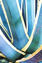 Closeup view of Agave plant, natural abstract floral pattern