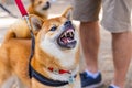 Closeup view of red Shiba Inu snarling Royalty Free Stock Photo