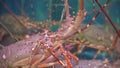 Closeup view of alive sea inhabitants in special containers with water. fish market. Lobsters in the restaurant aquarium Royalty Free Stock Photo