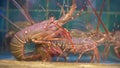 Closeup view of alive sea inhabitants in special containers with water. fish market. Lobsters in the restaurant aquarium Royalty Free Stock Photo