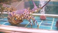 Closeup view of alive sea inhabitants in special containers with water. fish market. Lobsters in the restaurant aquarium Royalty Free Stock Photo