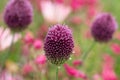 A closeup view of a Allium sphaerocephalon Royalty Free Stock Photo