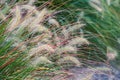 Closeup view of amazing decorative fluffy spikelets and multicolored autumn long grass