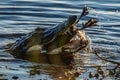 Closeup view of an American alligator eating its prey in the water Royalty Free Stock Photo