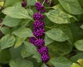 Closeup view of an American Beautyberry plant at the Dallas Arboretum and Botanical Garden in Texas. Royalty Free Stock Photo