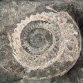 Closeup view of an ammonite fossil at Lyme Regis