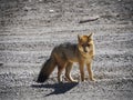 Closeup view of Andean fox culpeo lycalopex culpaeus wildlife animal in Bolivia Chile Atacama desert Andes mountains