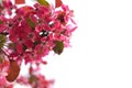 Closeup view of apple tree with beautiful pink flowers against blue sky, space for text. Amazing spring blossom Royalty Free Stock Photo