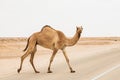 Closeup view of arabian camel dromedary