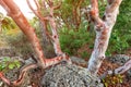 Closeup view of Arbutus strawberry tree with no bark in Turkey.