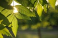Closeup view of ash tree with young fresh green leaves on spring day Royalty Free Stock Photo