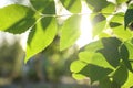 Closeup view of ash tree with young green leaves outdoors on spring day Royalty Free Stock Photo