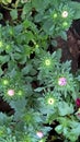 Closeup view of aster flowers and plant Royalty Free Stock Photo