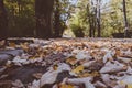 Closeup view of autumn dead leaves in a forest