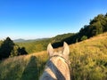 Closeup view of the back of a white horse in a field Royalty Free Stock Photo
