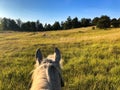 Closeup view of the back of a white horse in a field Royalty Free Stock Photo