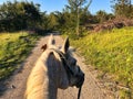 Closeup view of the back of a white horse in a field Royalty Free Stock Photo